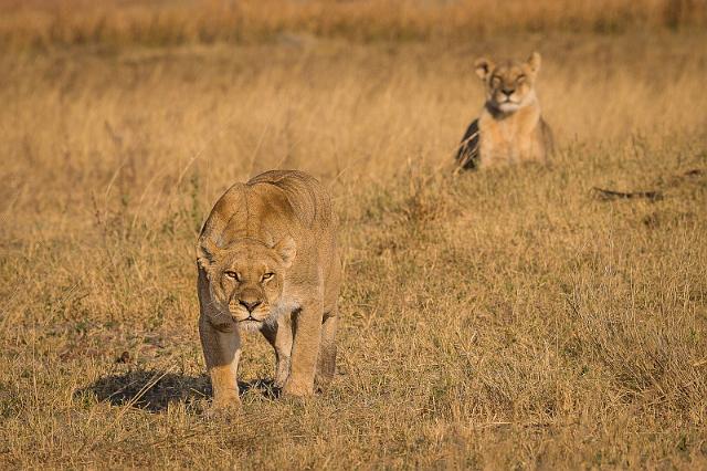 018 Botswana, Okavango Delta.jpg